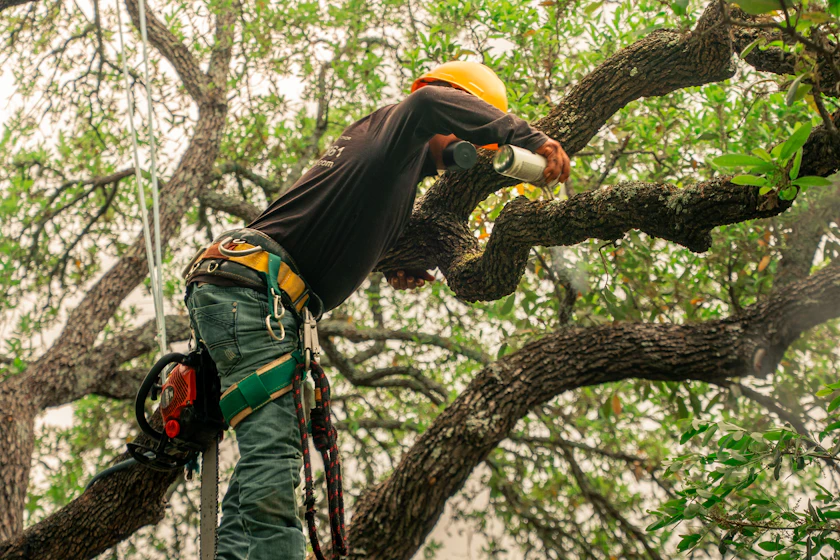 A climber on rope and saddle working through the crown of a bare oak